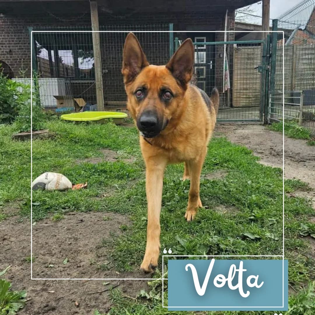 Volta, female 5yo Mixed Breed for adoption at Refuge Des Collines