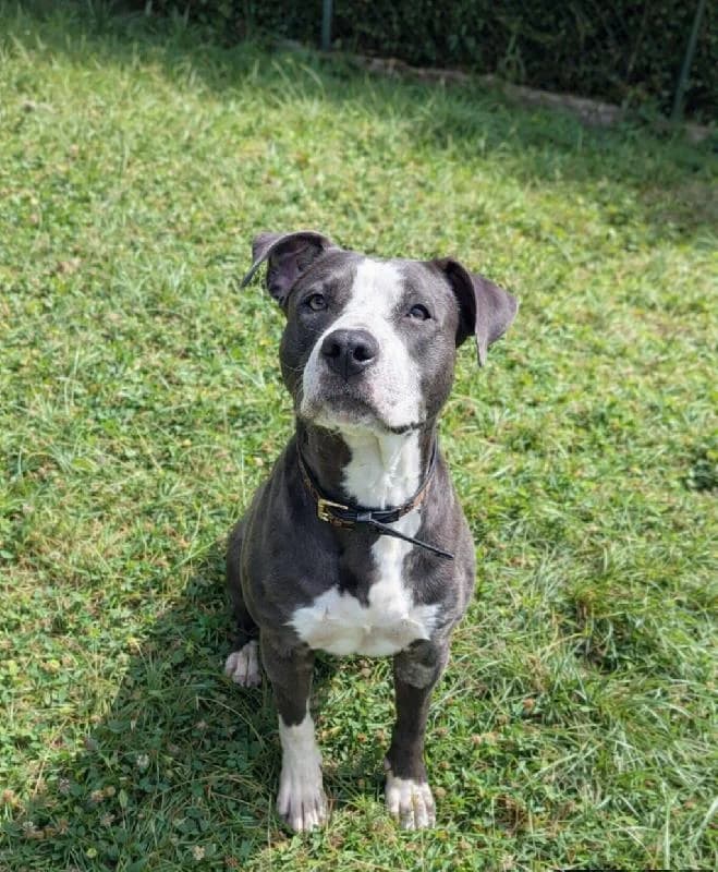 Boyko Amstaff, male young American Staffordshire Terrier for adoption at Refuge pour Chiens, Marche-en-Famenne