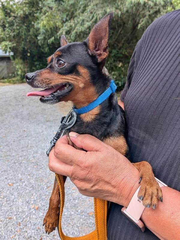 Wodka Pinscher nain, male 5yo Mixed Breed for adoption at Refuge pour Chiens, Marche-en-Famenne