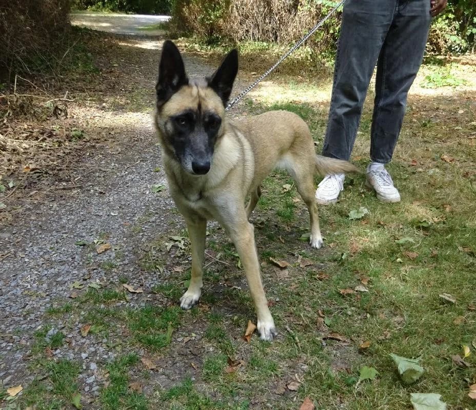 PRINCESSE, female young Belgian Malinois for adoption at Refuge pour Chiens, Marche-en-Famenne