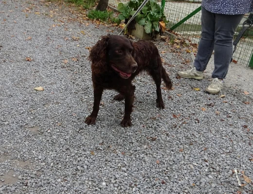 HAPPY, male young mixed breed for adoption at Refuge pour Chiens, Marche-en-Famenne