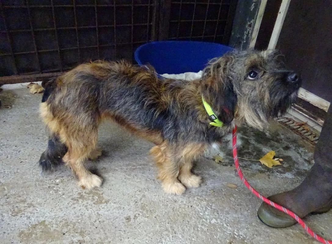 ROXIE, female Mixed Breed for adoption at Refuge pour Chiens, Marche-en-Famenne