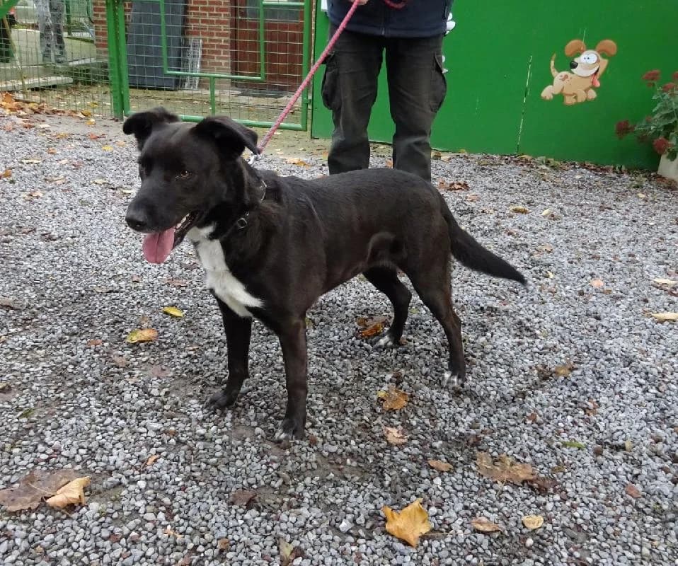 NONA, female 4yo Mixed Breed for adoption at Refuge pour Chiens, Marche-en-Famenne