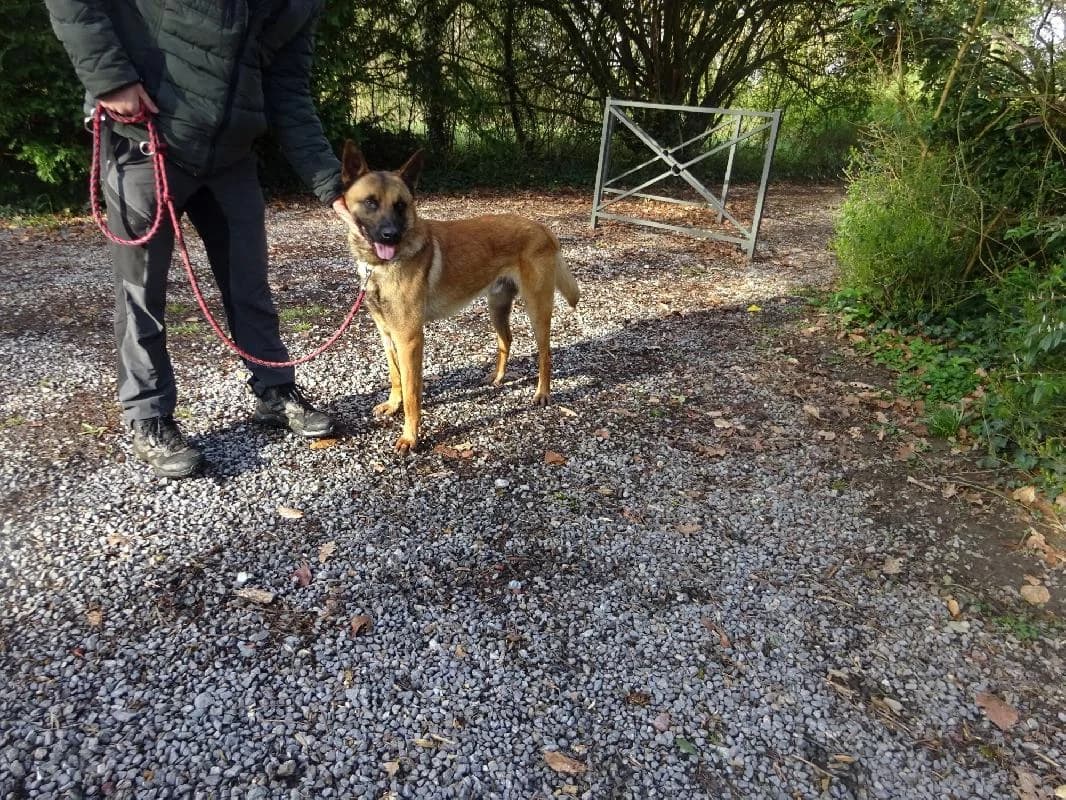 ATHOS Berger Malinois, male young Belgian Malinois for adoption at Refuge pour Chiens, Marche-en-Famenne