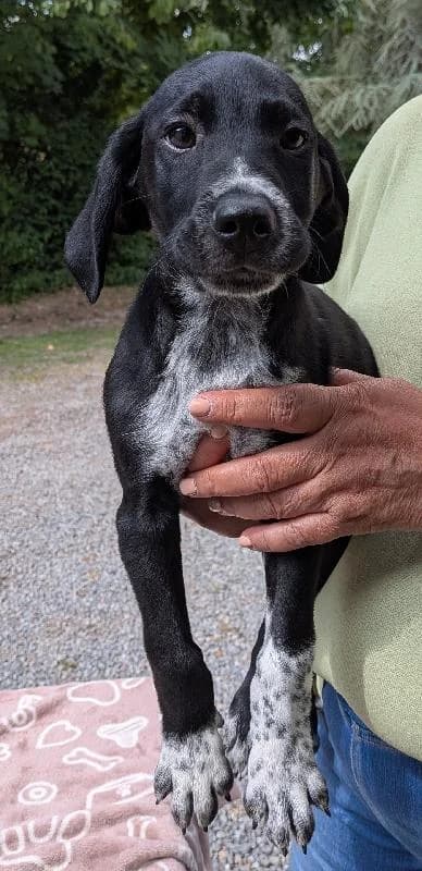 Balou Braque Allemand X Bouvier Bernois, male puppy Mixed Breed for adoption at Refuge pour Chiens, Marche-en-Famenne