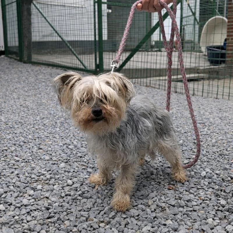 Caline Yorkshire, female senior Yorkshire Terrier for adoption at Refuge pour Chiens, Marche-en-Famenne