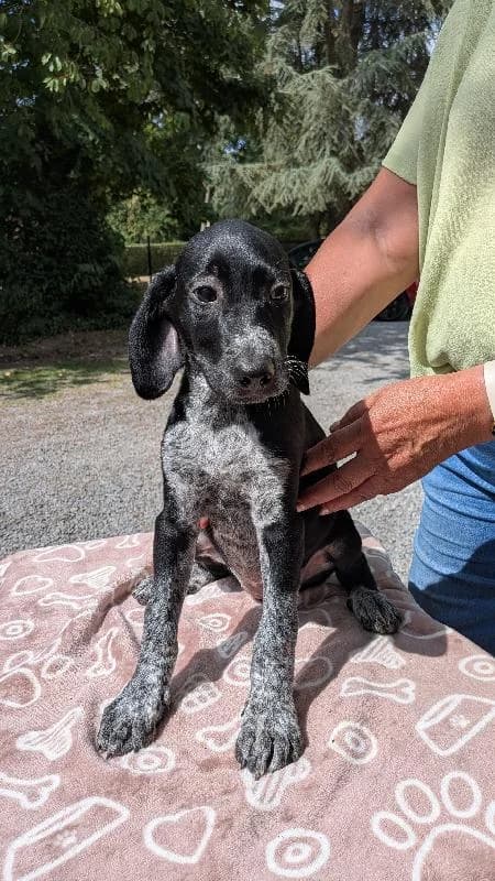 Emy Braque Allemand X Bouvier Bernois, female puppy Mixed Breed for adoption at Refuge pour Chiens, Marche-en-Famenne