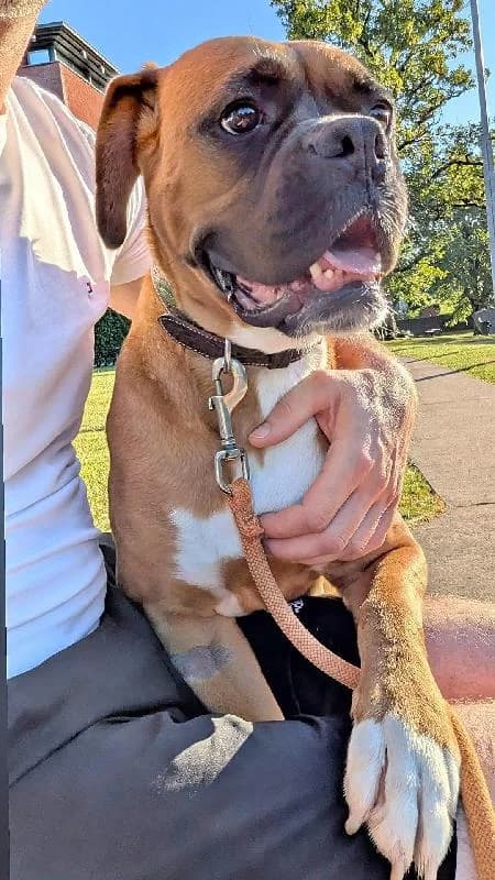 Gladys Boxer, female 3yo Mixed Breed for adoption at Refuge pour Chiens, Marche-en-Famenne
