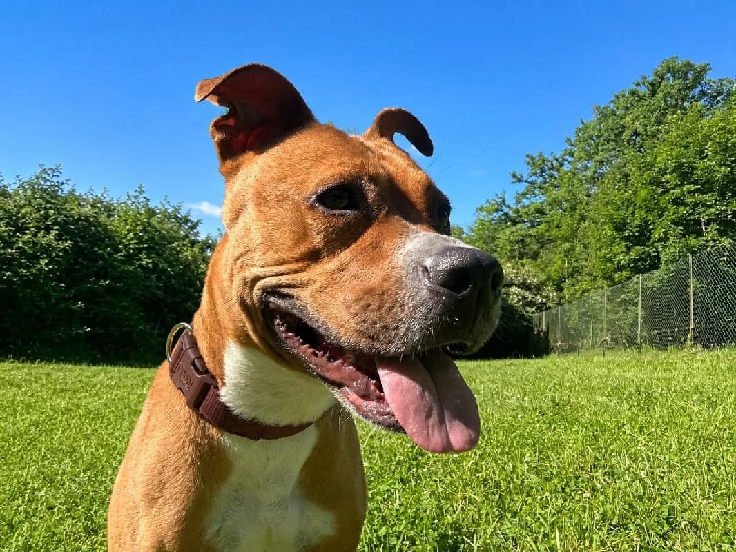 Kissy Amstaff, female 4yo American Staffordshire Terrier for adoption at Refuge pour Chiens, Marche-en-Famenne