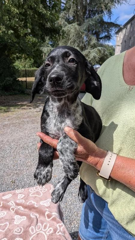 Lily Braque Allemand X Bouvier Bernois, female puppy Mixed Breed for adoption at Refuge pour Chiens, Marche-en-Famenne