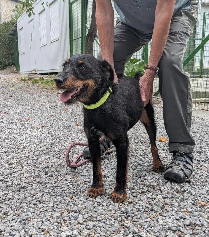 Melba C.D.R, female senior mixed breed for adoption at Refuge pour Chiens, Marche-en-Famenne