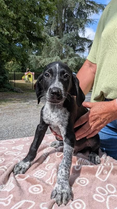 Milo Braque Allemand X Bouvier Bernois, male puppy Mixed Breed for adoption at Refuge pour Chiens, Marche-en-Famenne