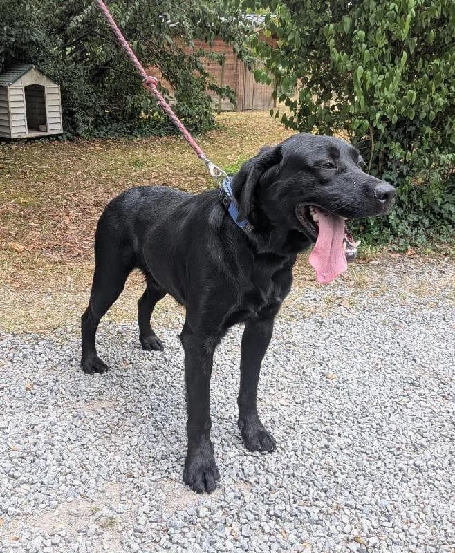 Nox Labrador, male young Labrador Retriever for adoption at Refuge pour Chiens, Marche-en-Famenne