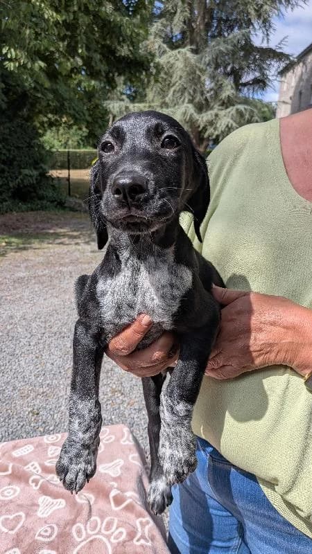 Sammy Braque Allemand X Bouvier Bernois, male puppy Mixed Breed for adoption at Refuge pour Chiens, Marche-en-Famenne