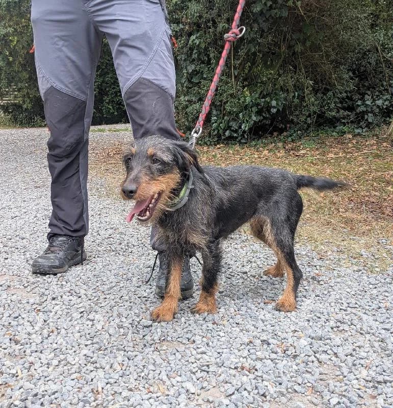 Suzy C.D.R, female young mixed breed for adoption at Refuge pour Chiens, Marche-en-Famenne