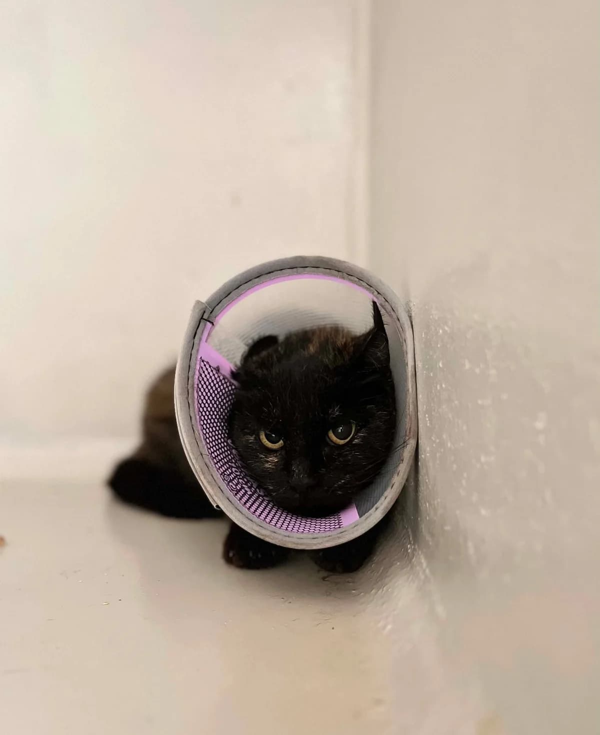 Adrienne, female 3yo European Shorthair for adoption at Perwez), Sans Collier