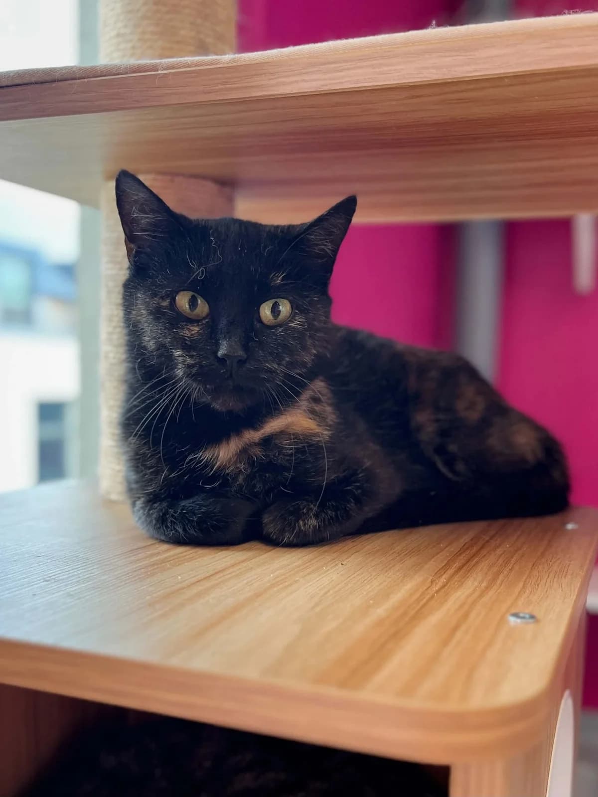 Adrienne, female 3yo European Shorthair for adoption at Perwez), Sans Collier