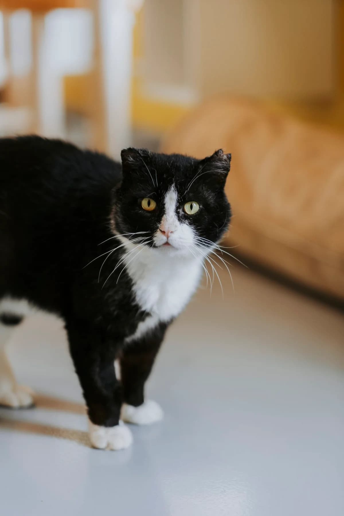Albator, male senior European Shorthair for adoption at Perwez), Sans Collier