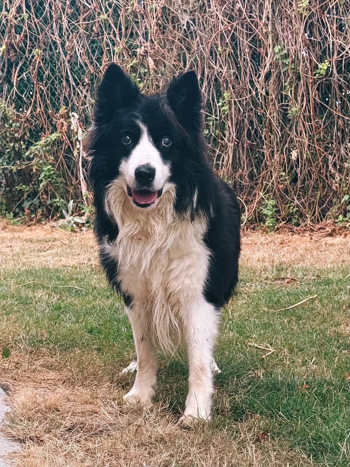 Arko, male senior Border Collie for adoption at Perwez), Sans Collier