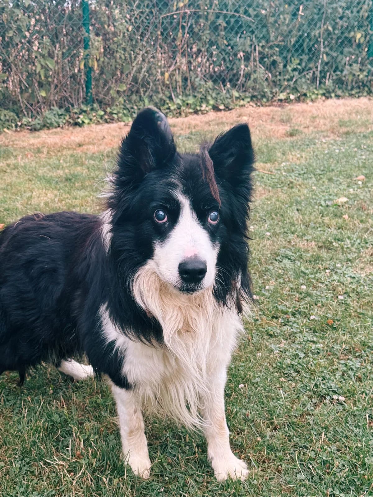 Arko, male senior Border Collie for adoption at Perwez), Sans Collier