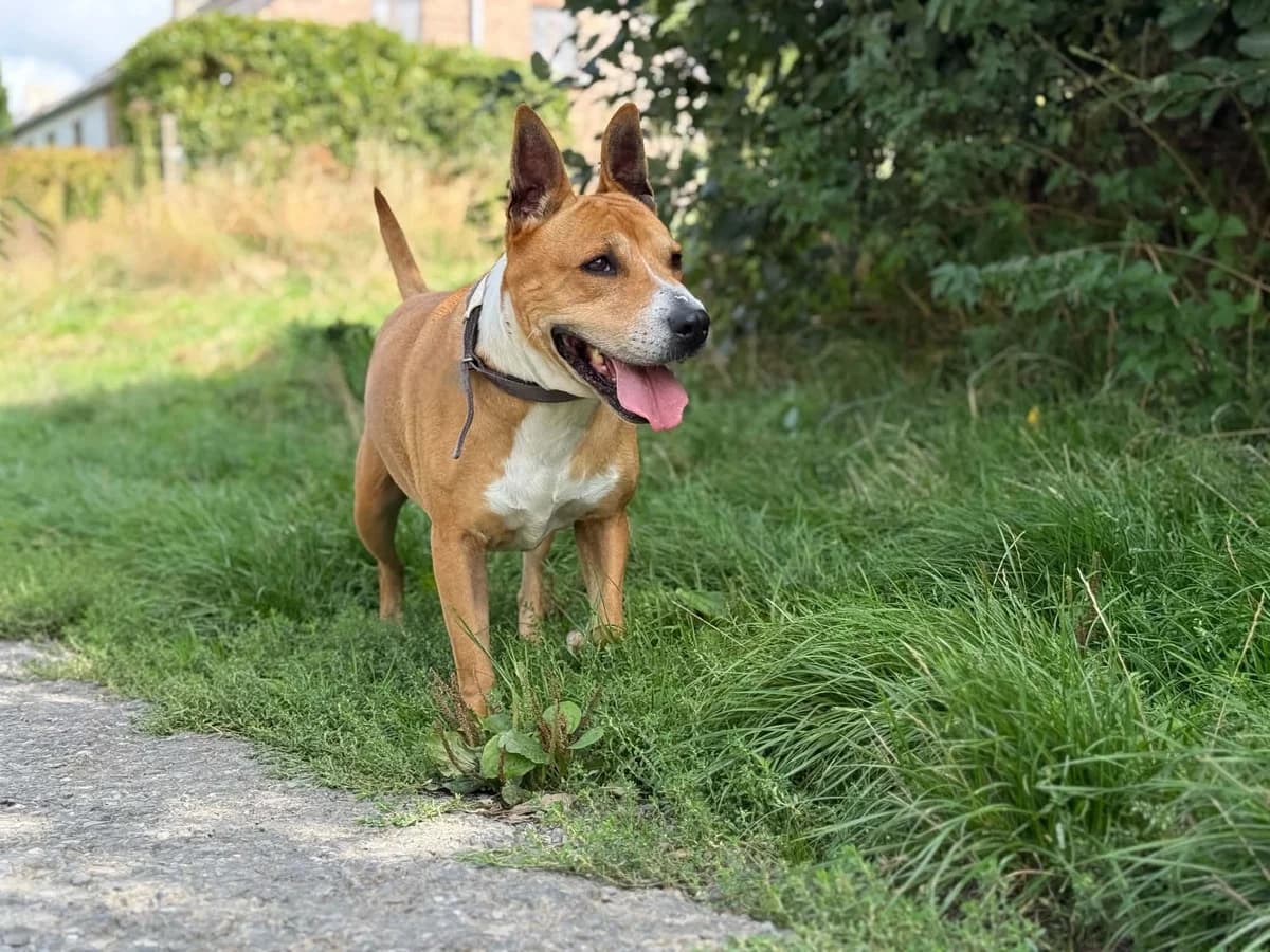 Balia, female 7yo American Staffordshire Terrier for adoption at Perwez), Sans Collier