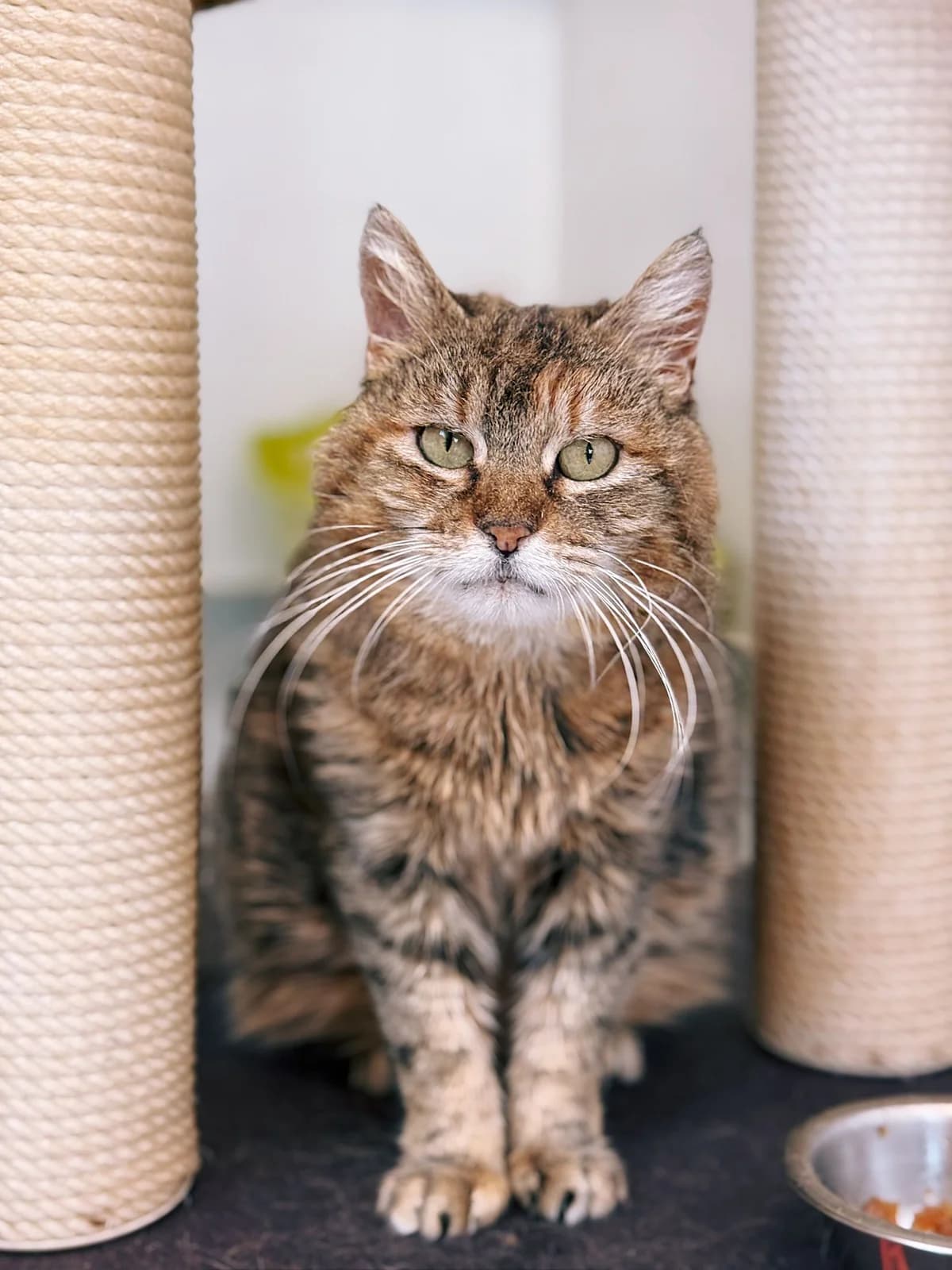 Betsy, female senior European Shorthair for adoption at Perwez), Sans Collier