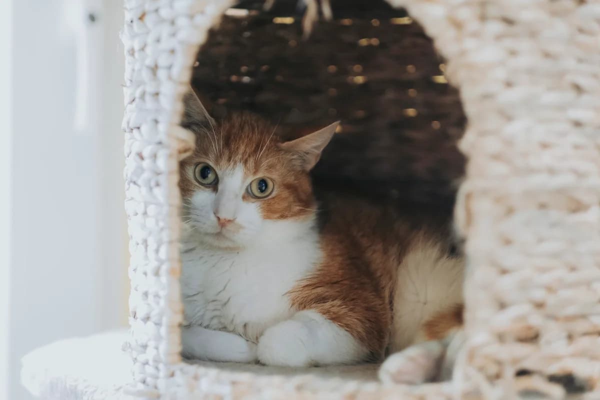 Billy, male 7yo European Shorthair for adoption at Perwez), Sans Collier