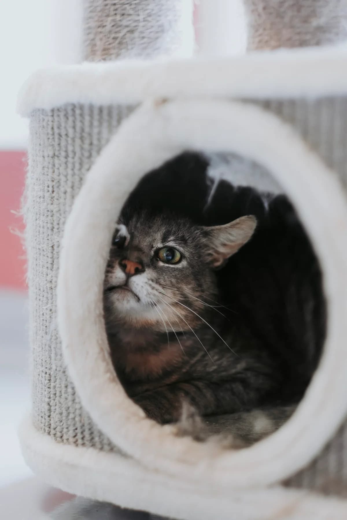 Binamé, male 3yo European Shorthair for adoption at Perwez), Sans Collier