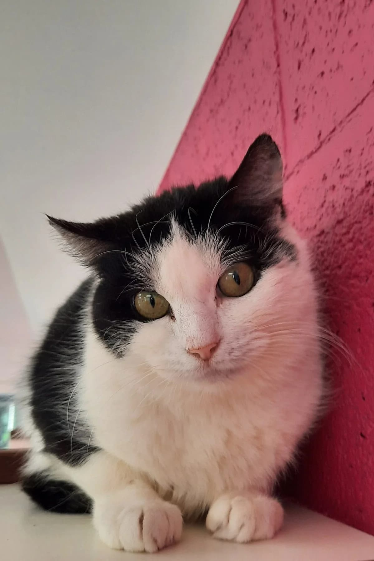 Brish, female 3yo European Shorthair for adoption at Perwez), Sans Collier