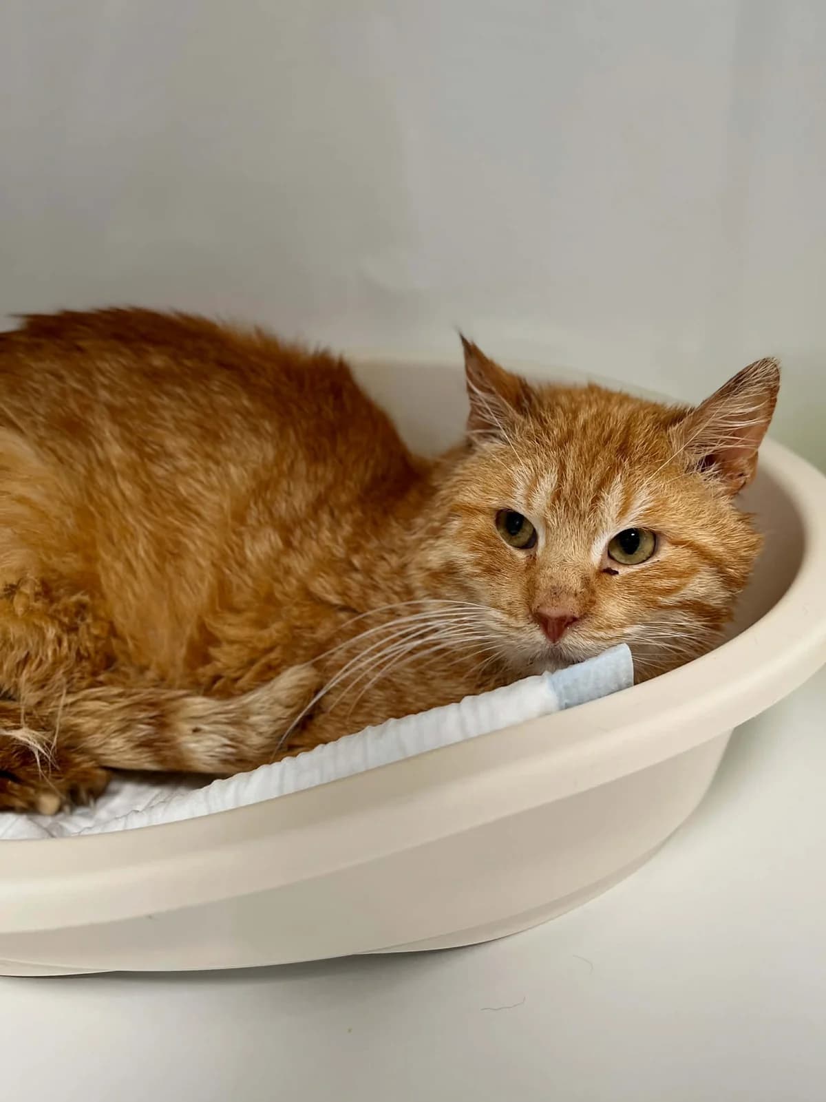 Cenoura, male senior European Shorthair for adoption at Perwez), Sans Collier