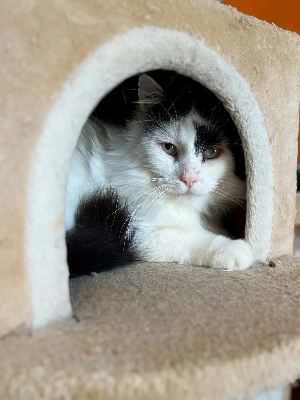 Chacha, male 4yo European Shorthair for adoption at Perwez), Sans Collier