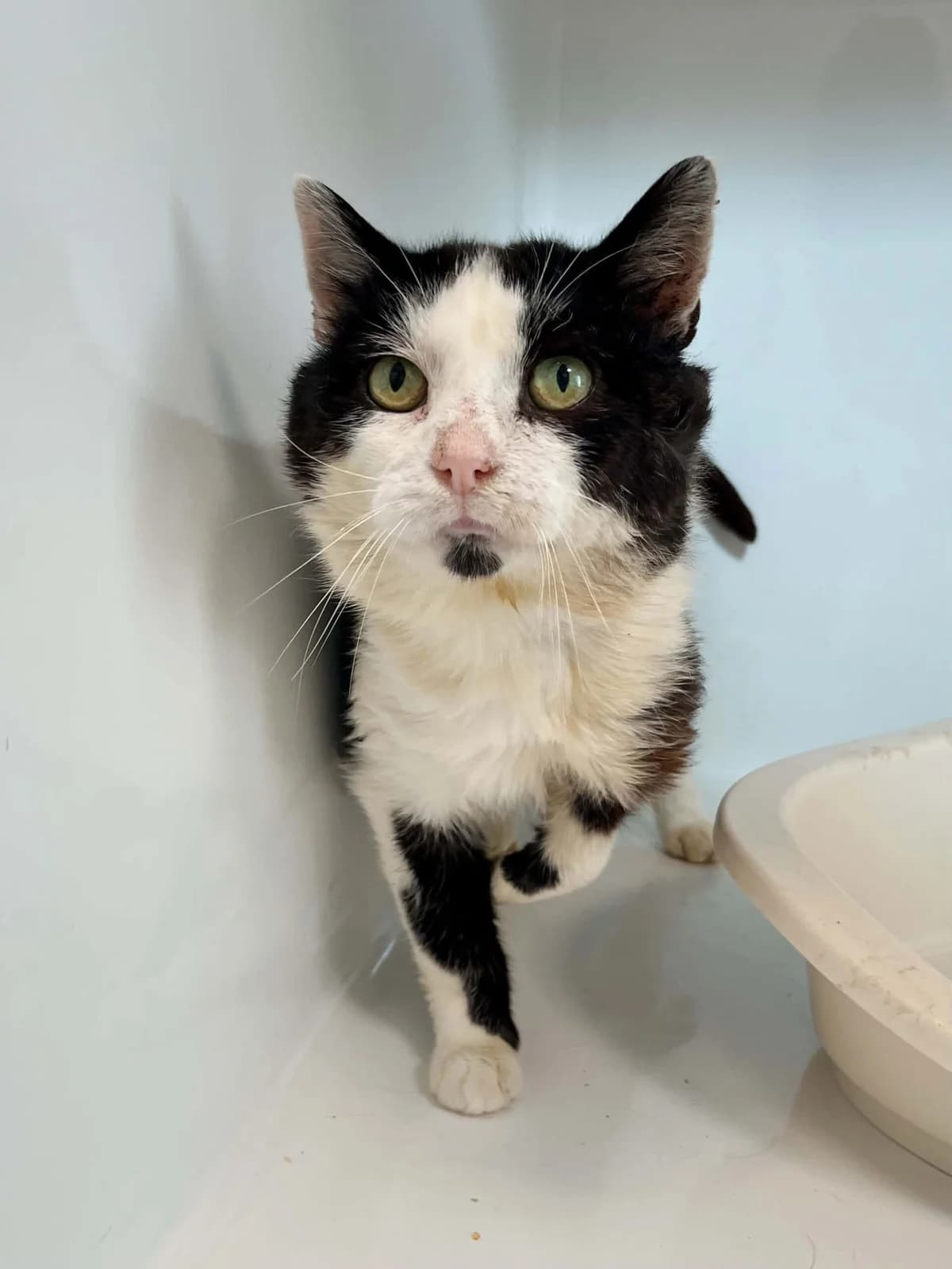 Clopin, male 7yo European Shorthair for adoption at Perwez), Sans Collier