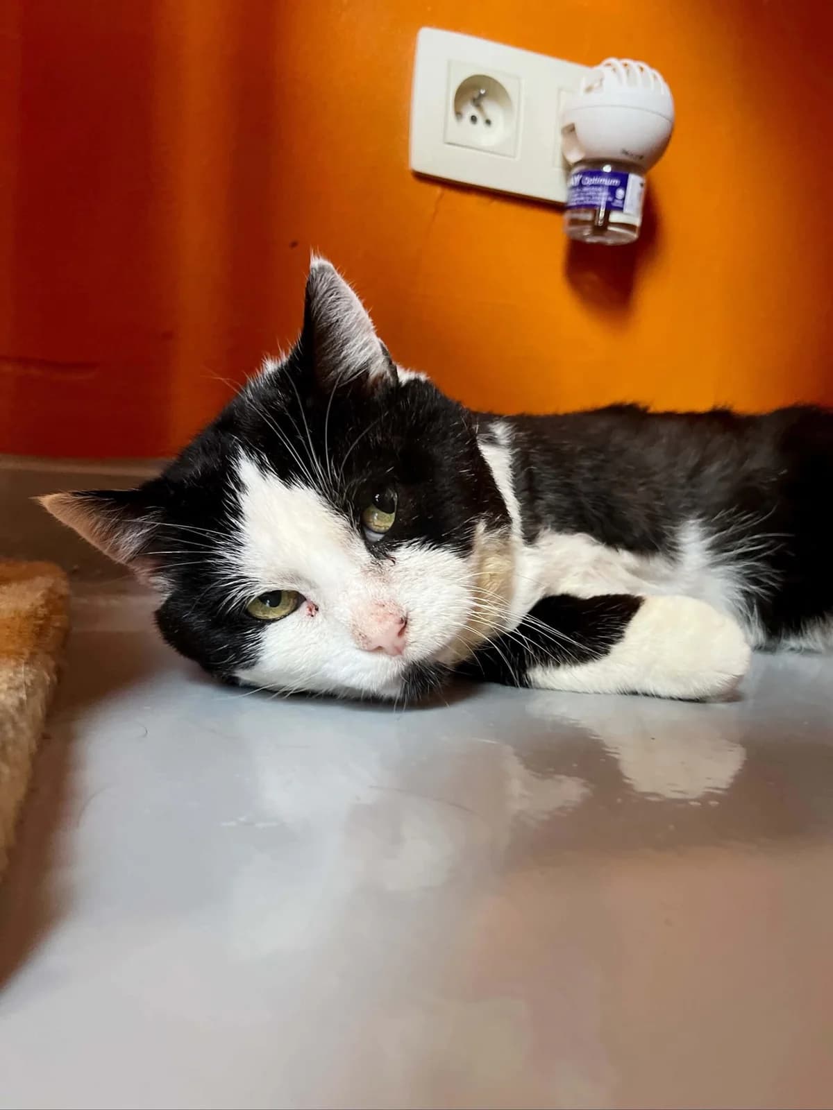 Clopin, male 7yo European Shorthair for adoption at Perwez), Sans Collier