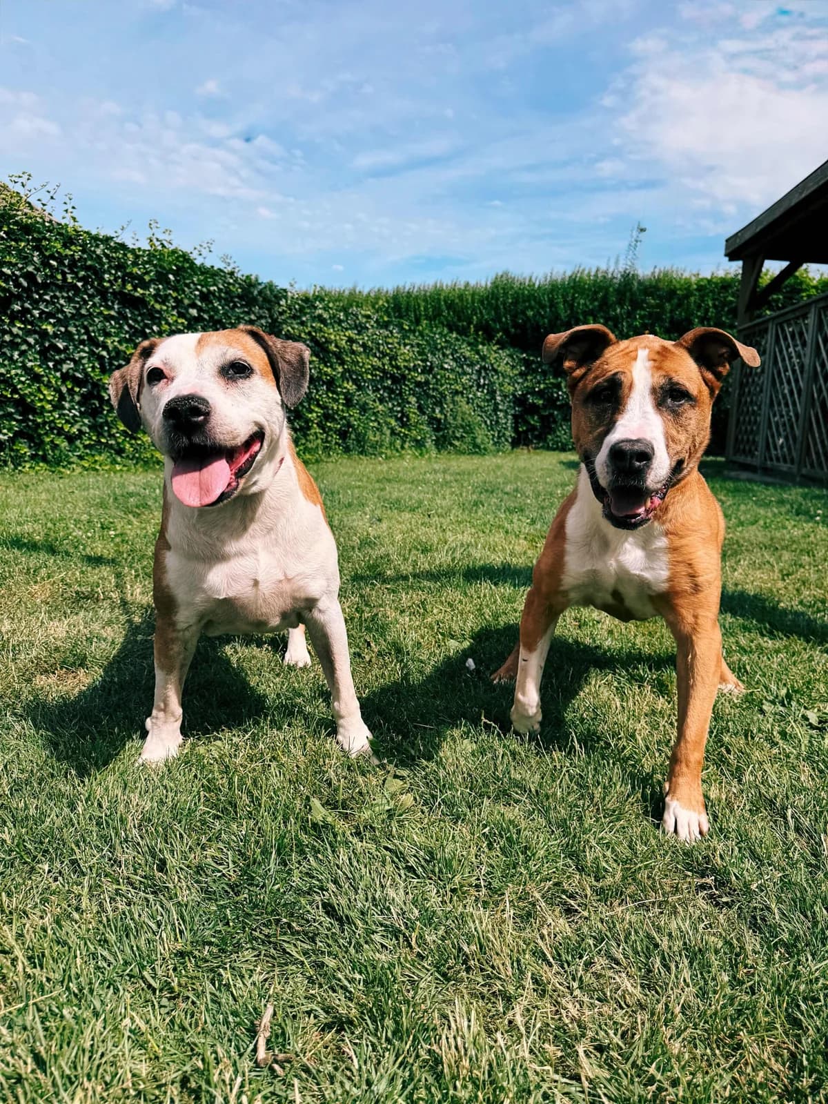 Diva & Thailya, female senior American Staffordshire Terrier for adoption at Perwez), Sans Collier