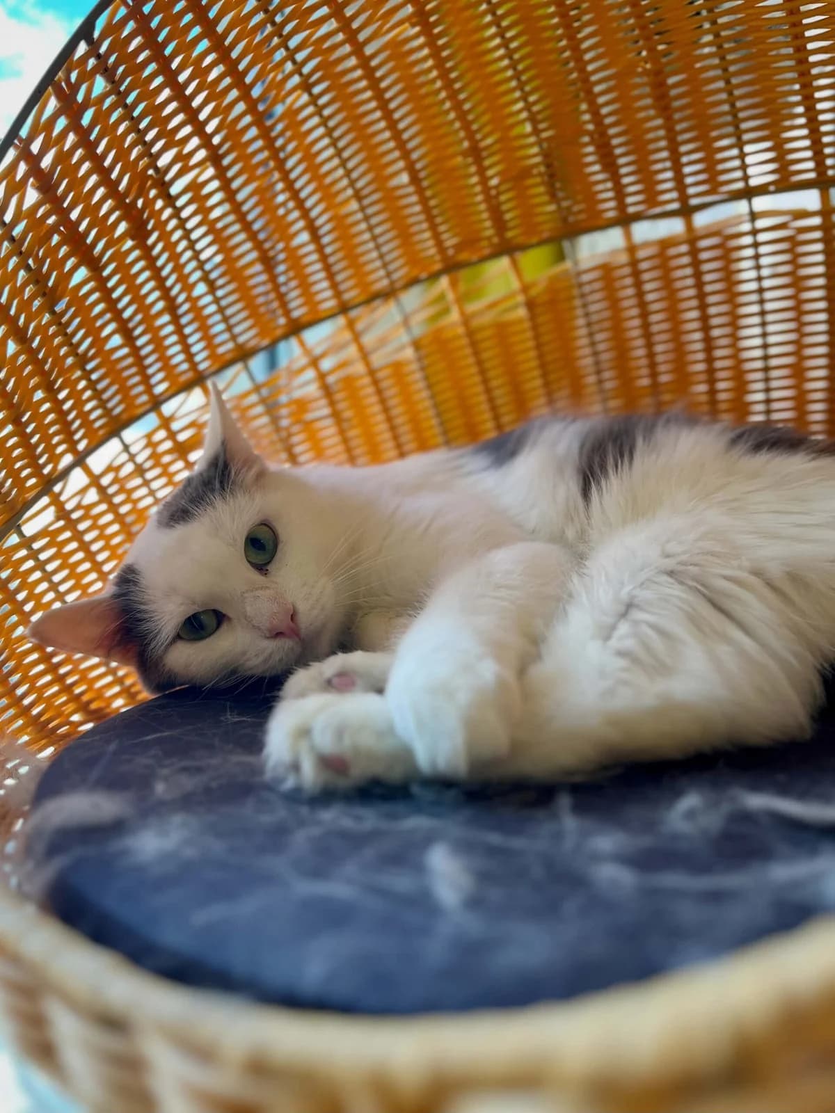 Douda, male young European Shorthair for adoption at Perwez), Sans Collier