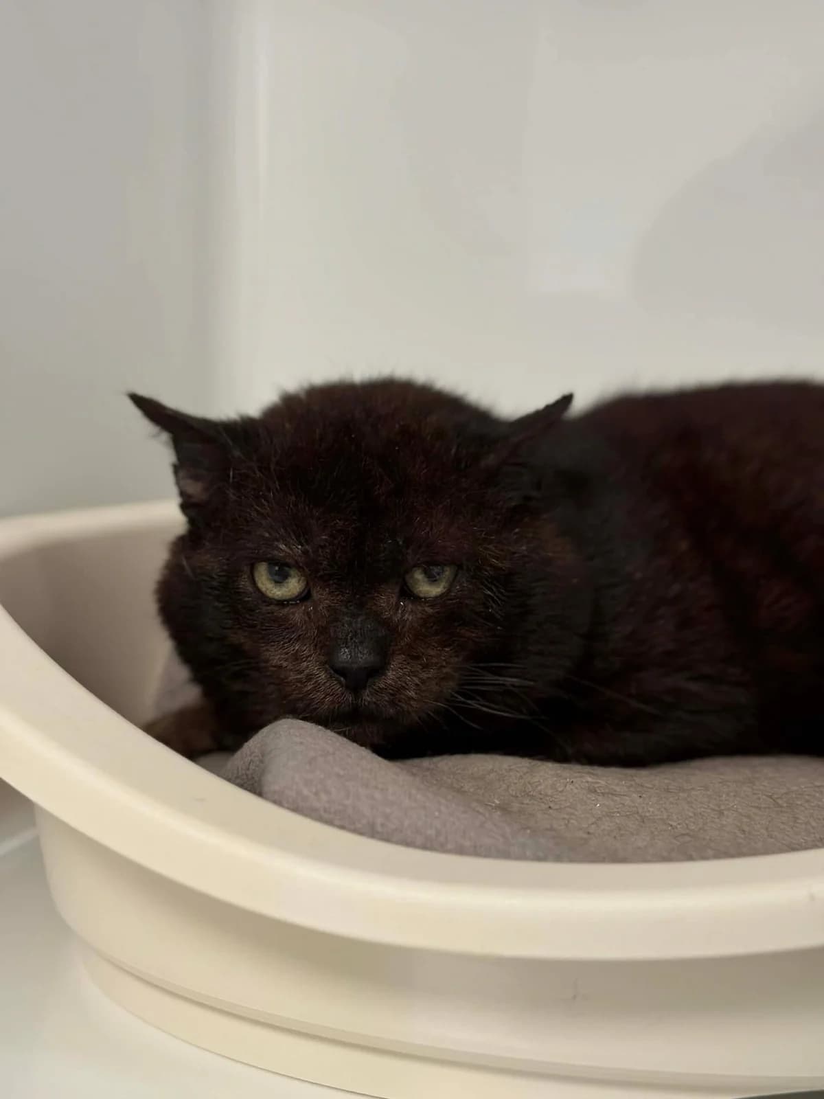 Eleven, male senior European Shorthair for adoption at Perwez), Sans Collier