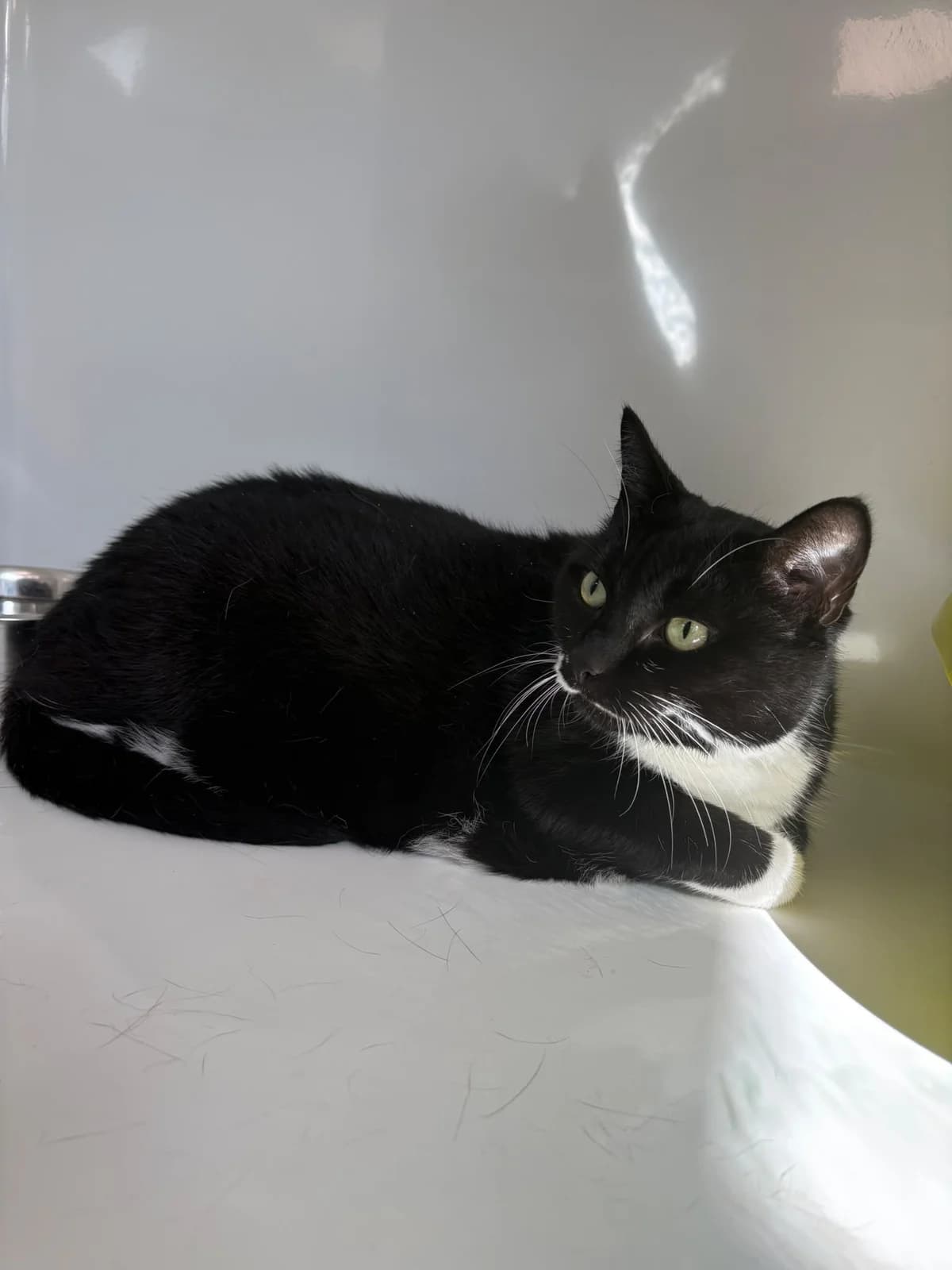Eowin, female senior European Shorthair for adoption at Perwez), Sans Collier