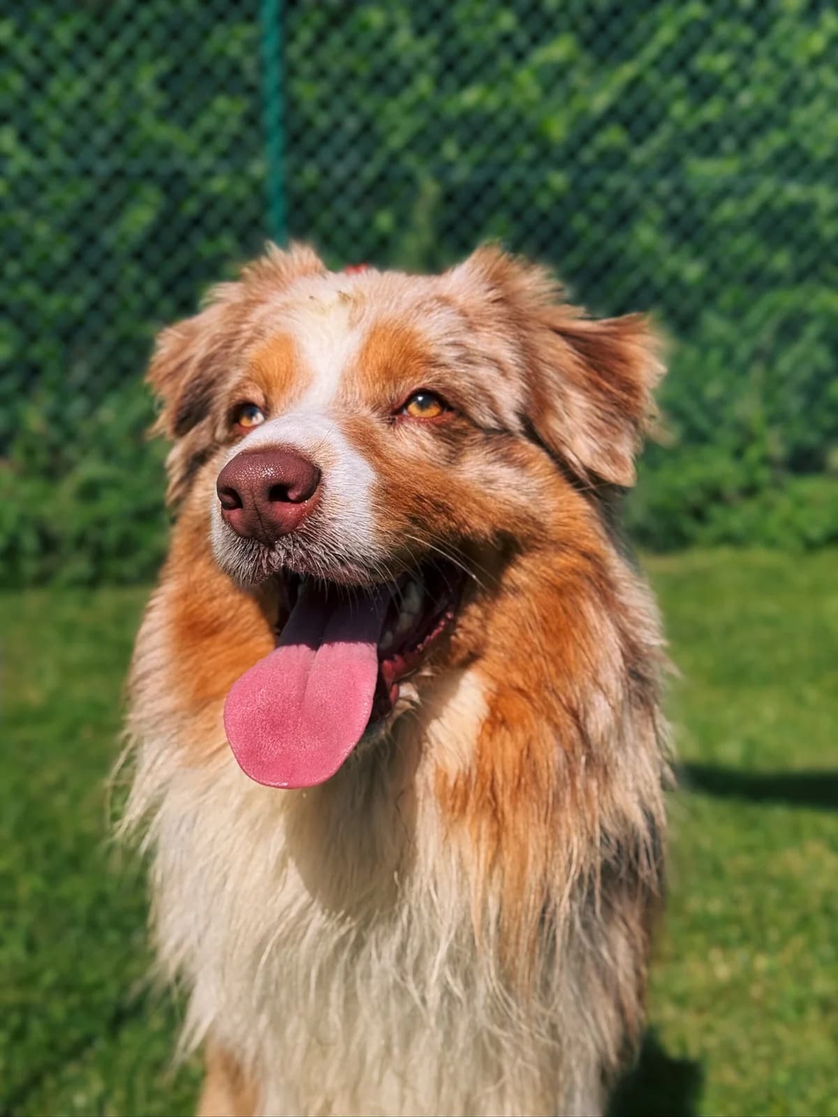 Eros, male young mixed breed for adoption at Perwez), Sans Collier