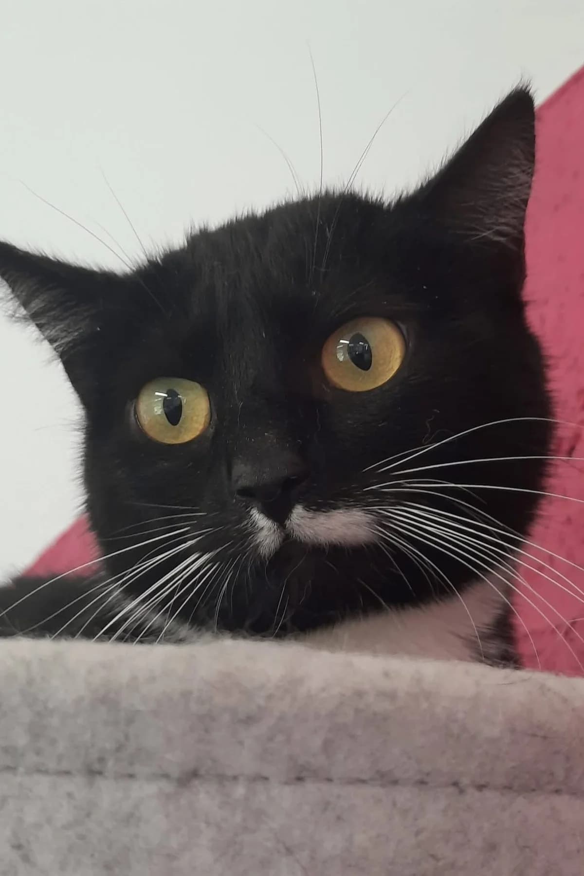 Espoir, female 3yo European Shorthair for adoption at Perwez), Sans Collier
