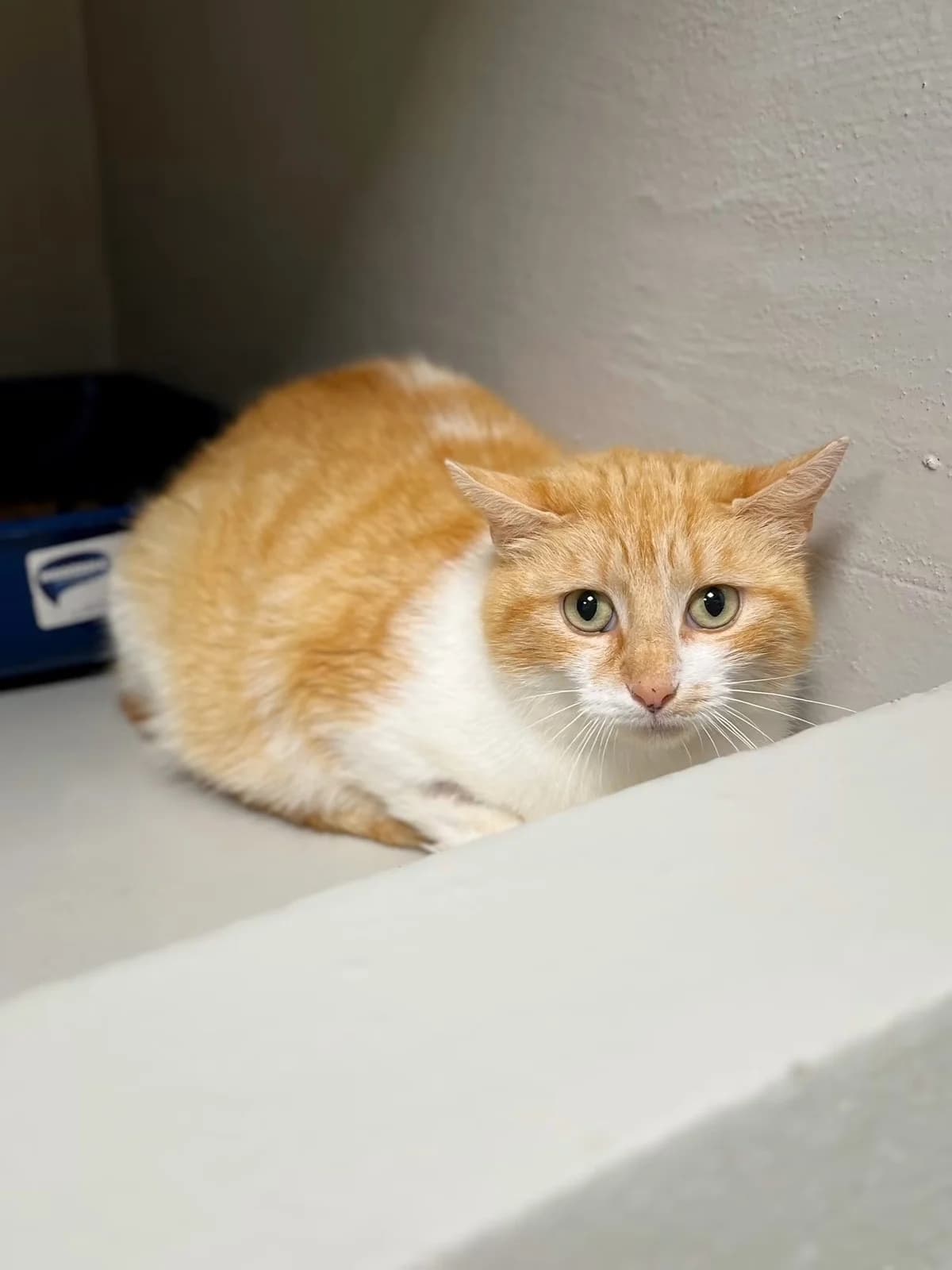 Farah, female senior European Shorthair for adoption at Perwez), Sans Collier
