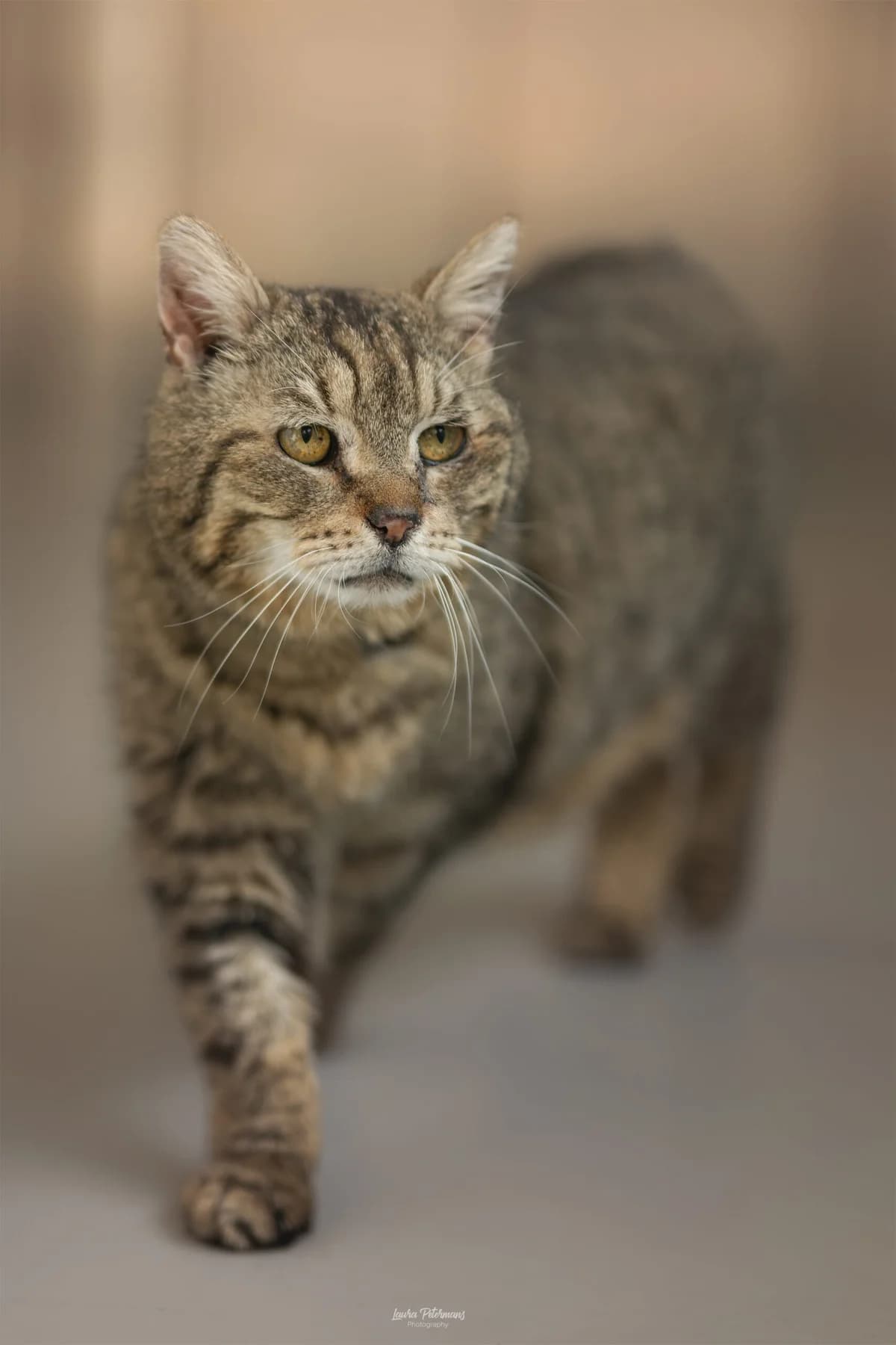 Gamin, male senior European Shorthair for adoption at Perwez), Sans Collier