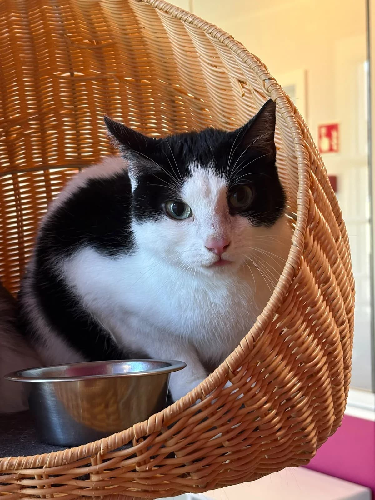 Gaspard 1, male 4yo European Shorthair for adoption at Perwez), Sans Collier