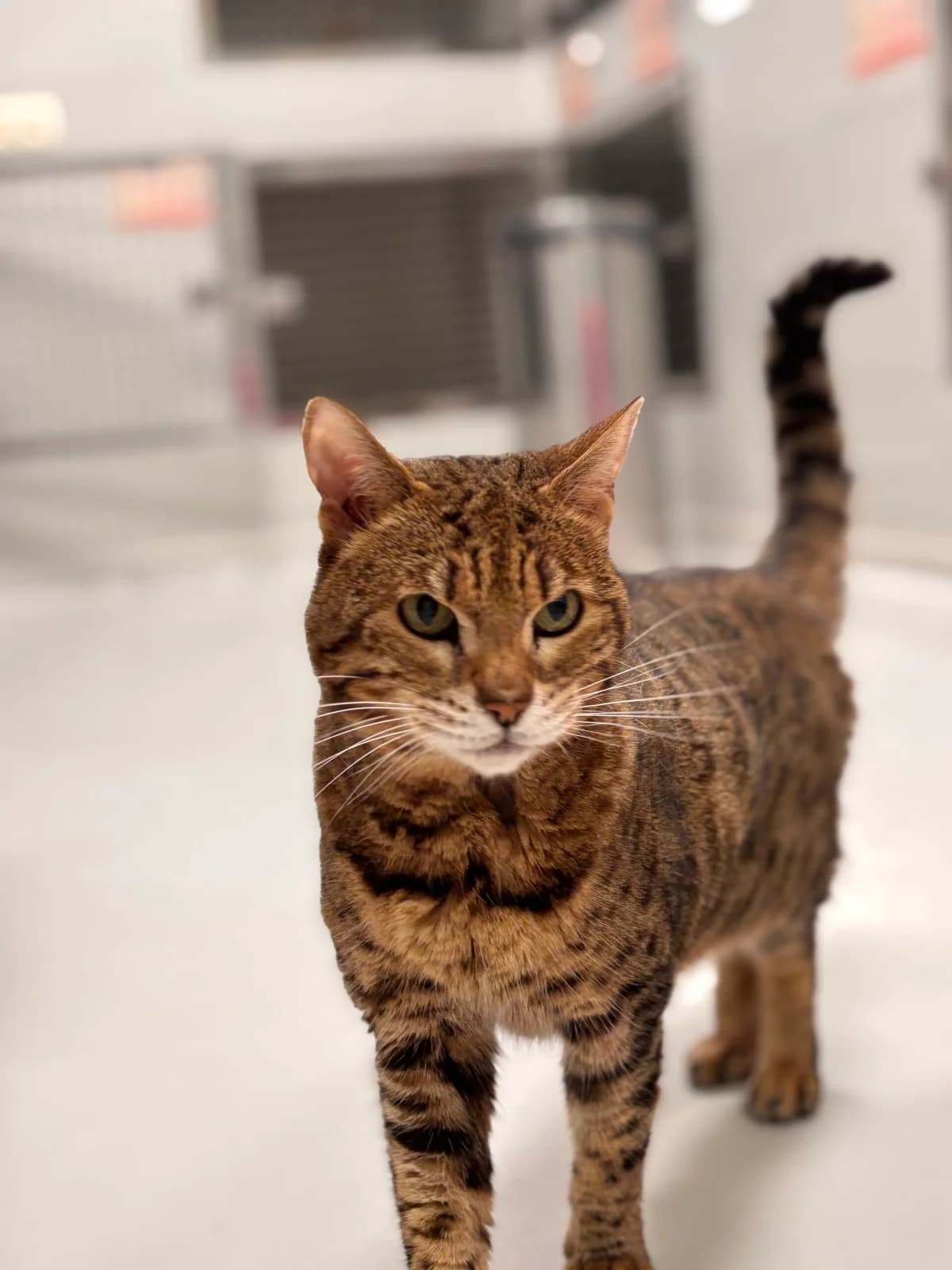 Ginger, female senior Bengal for adoption at Perwez), Sans Collier