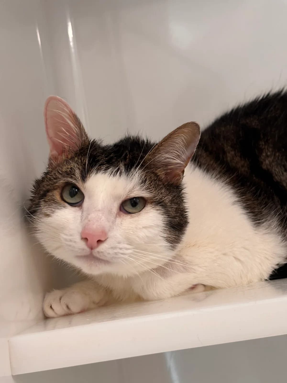 Gribouille 4, male 5yo European Shorthair for adoption at Perwez), Sans Collier