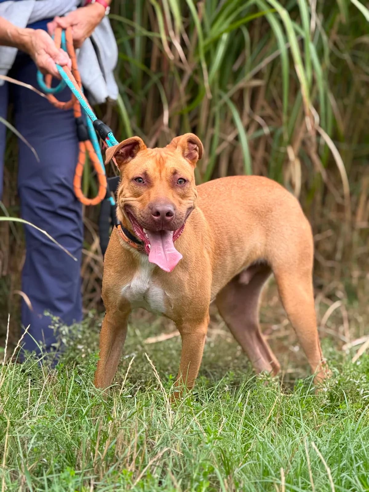 Groet, male young American Staffordshire Terrier for adoption at Perwez), Sans Collier