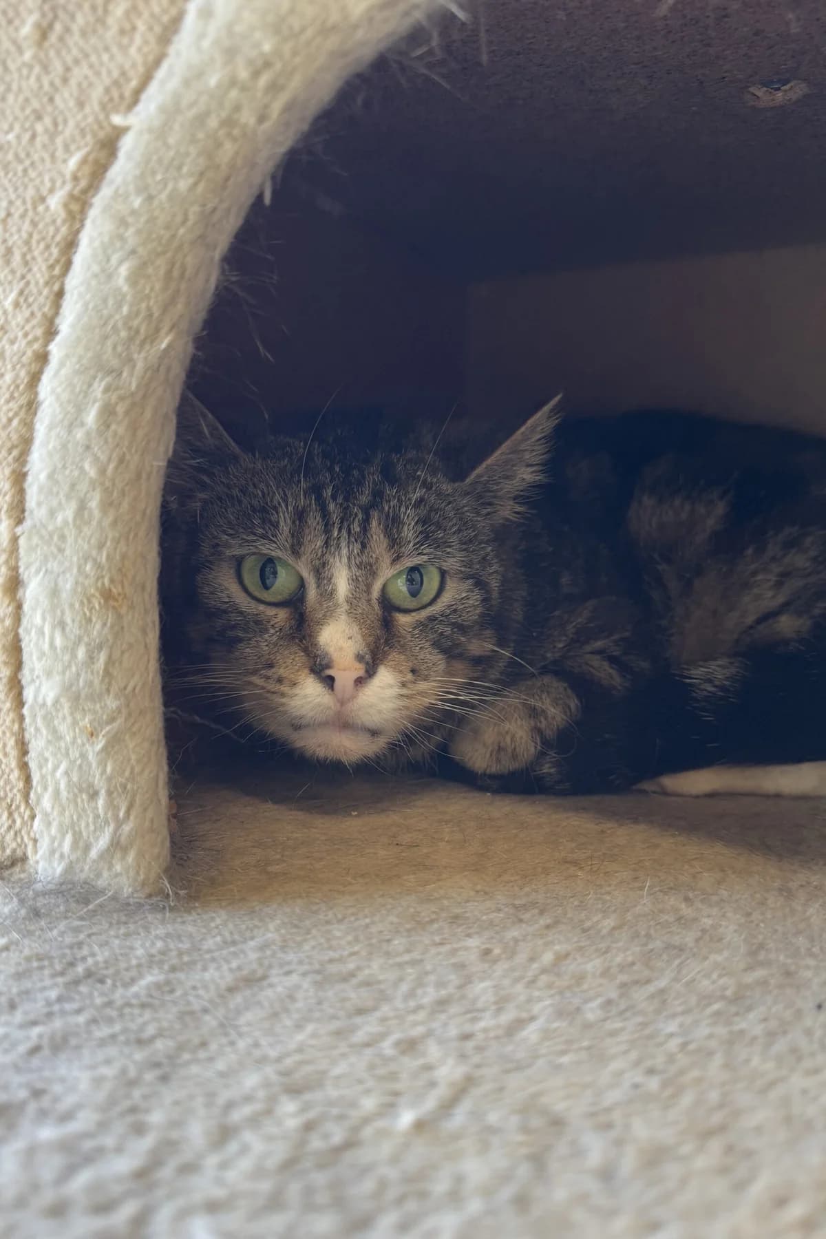 Hazel, female senior European Shorthair for adoption at Perwez), Sans Collier