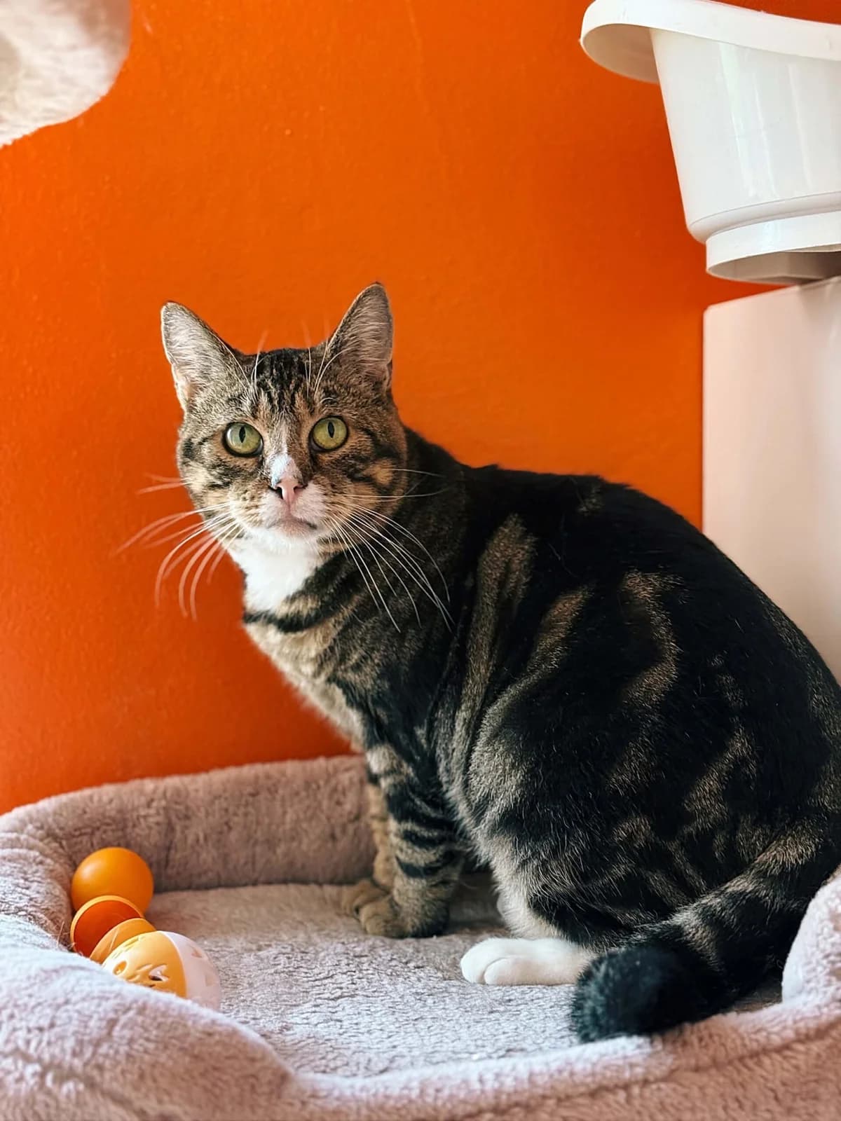 Hazel, female senior European Shorthair for adoption at Perwez), Sans Collier