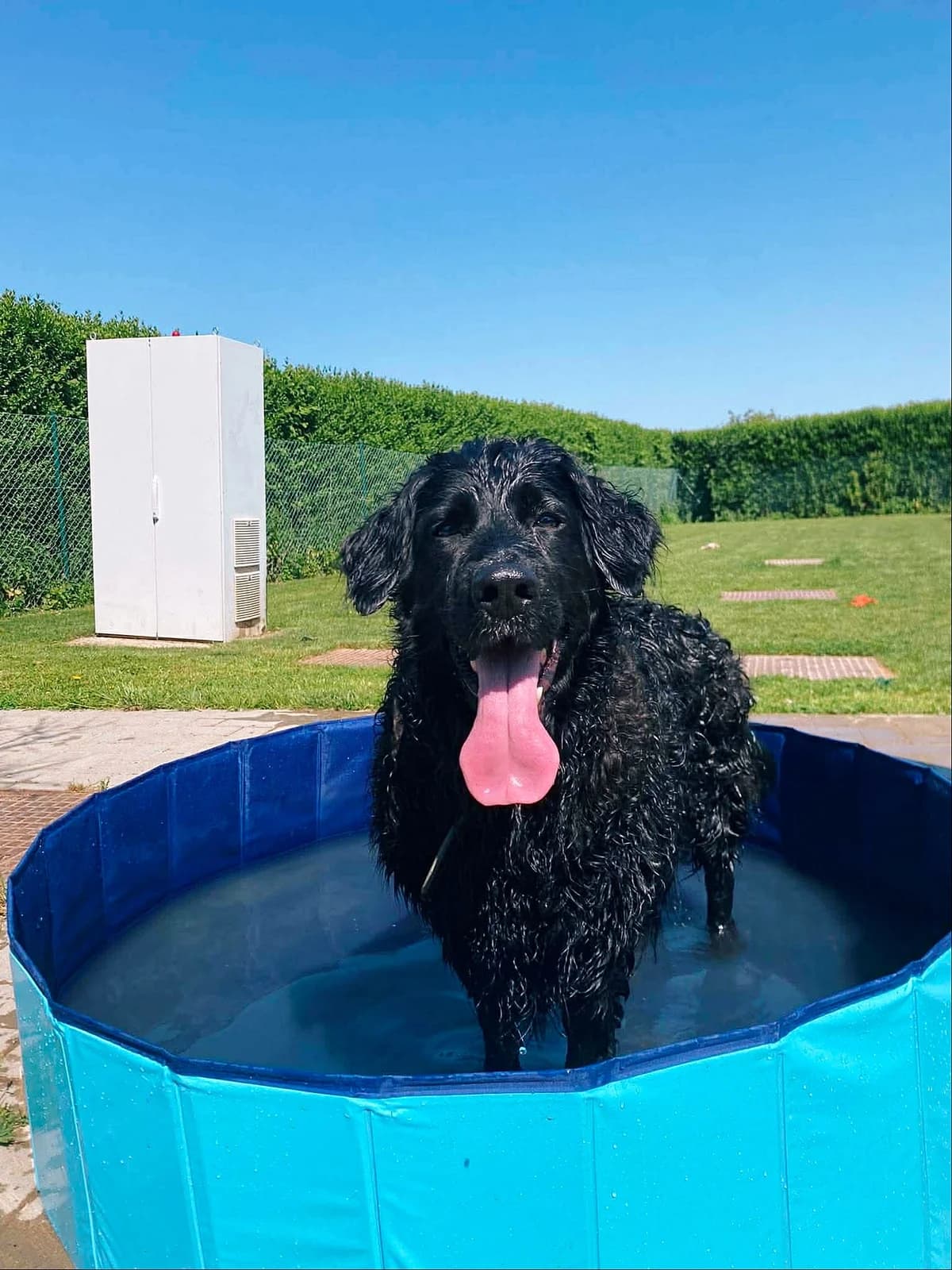 Héra, female 7yo mixed breed for adoption at Perwez), Sans Collier