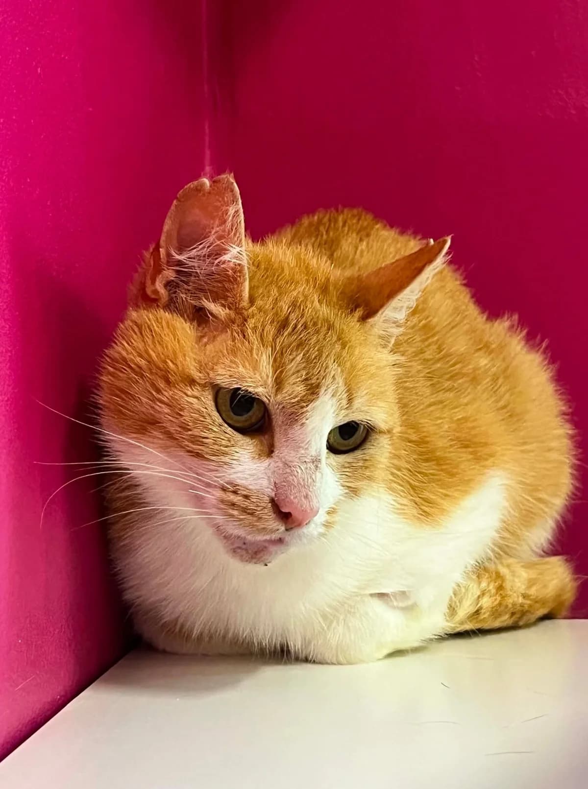 Jeanne 1, female young European Shorthair for adoption at Perwez), Sans Collier