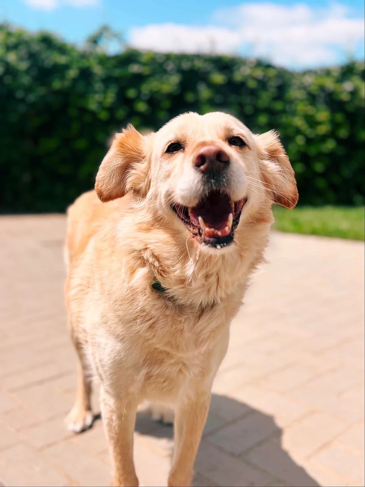 Jimmy, male senior Labrador Retriever for adoption at Perwez), Sans Collier